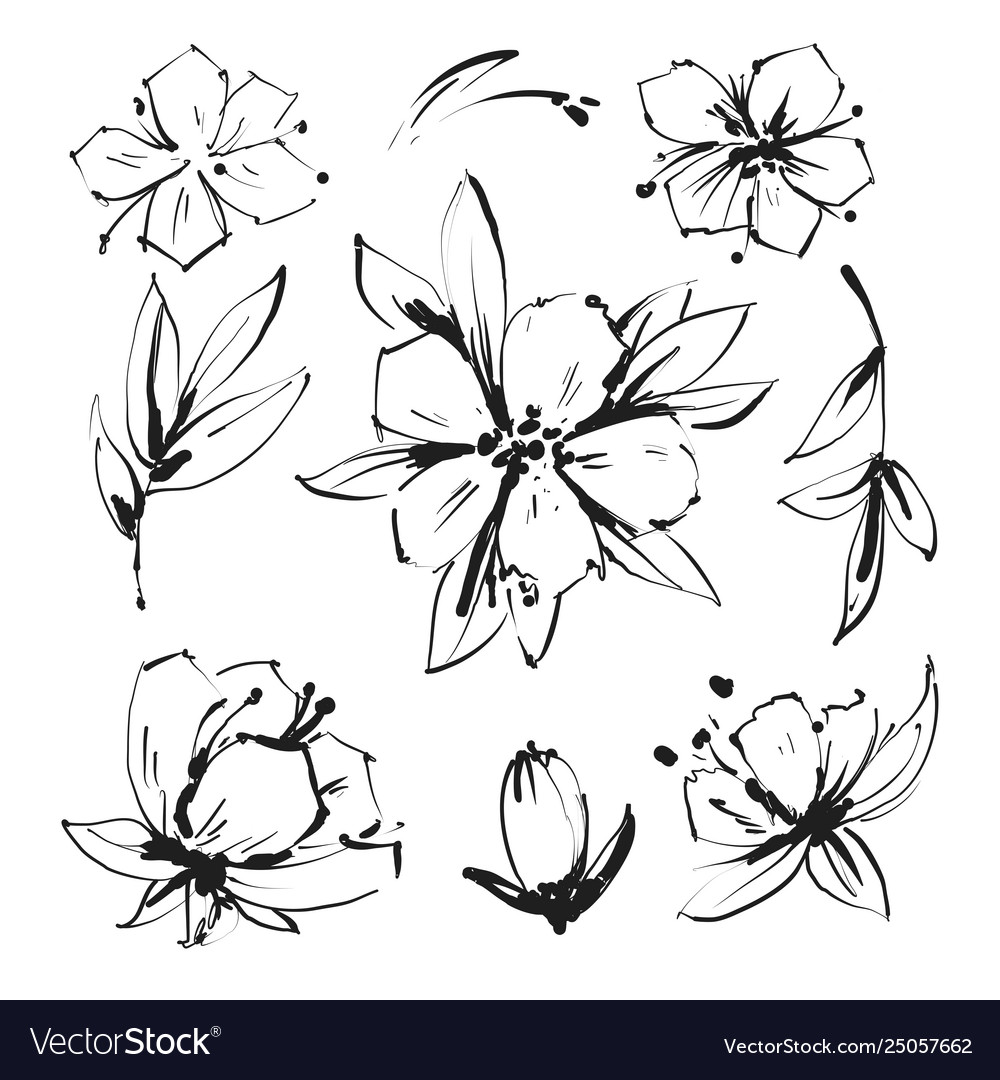 Sketch floral botany Sammlung magnolia Blume