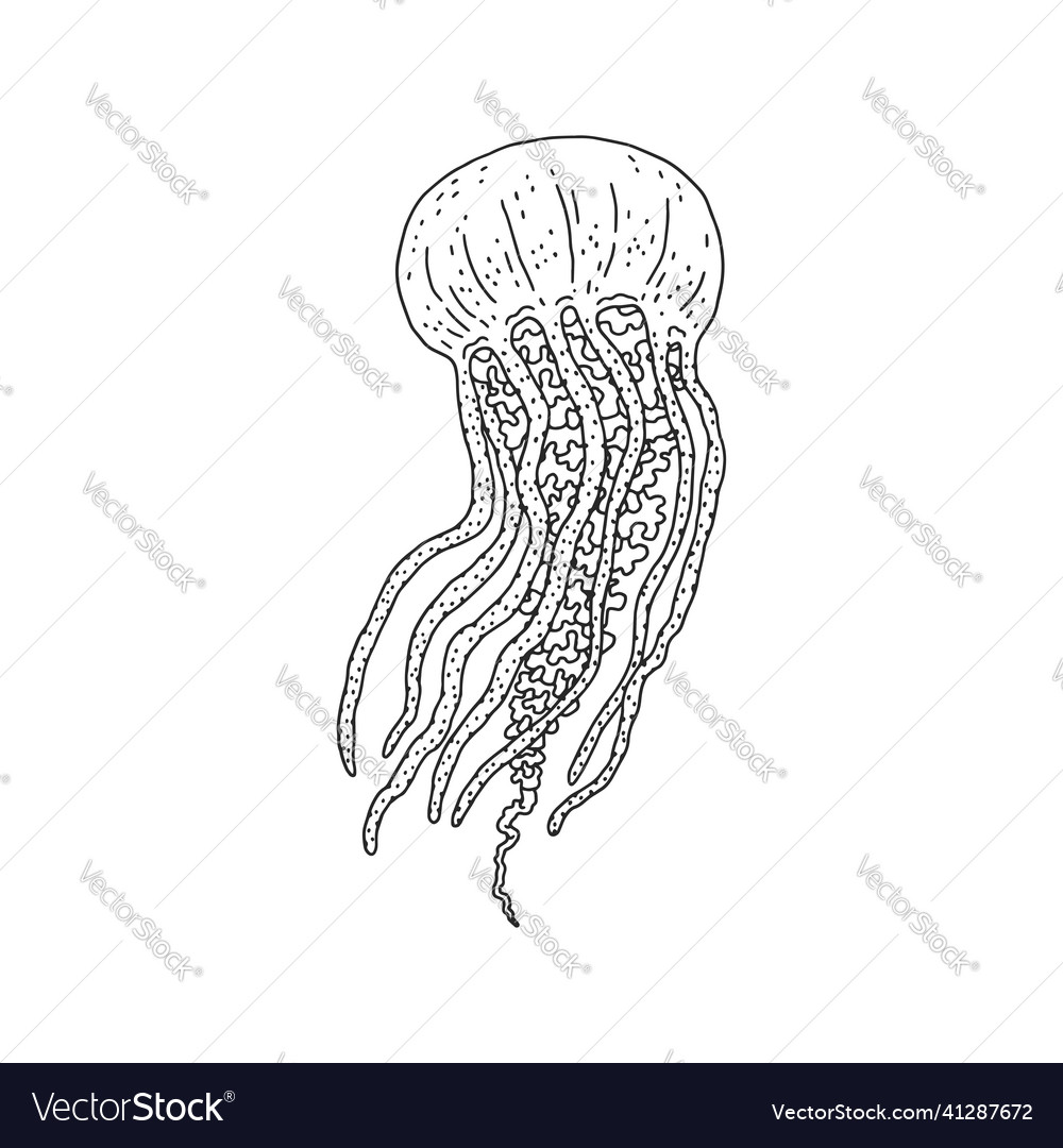 Jellyfish wild ocean animal underwater