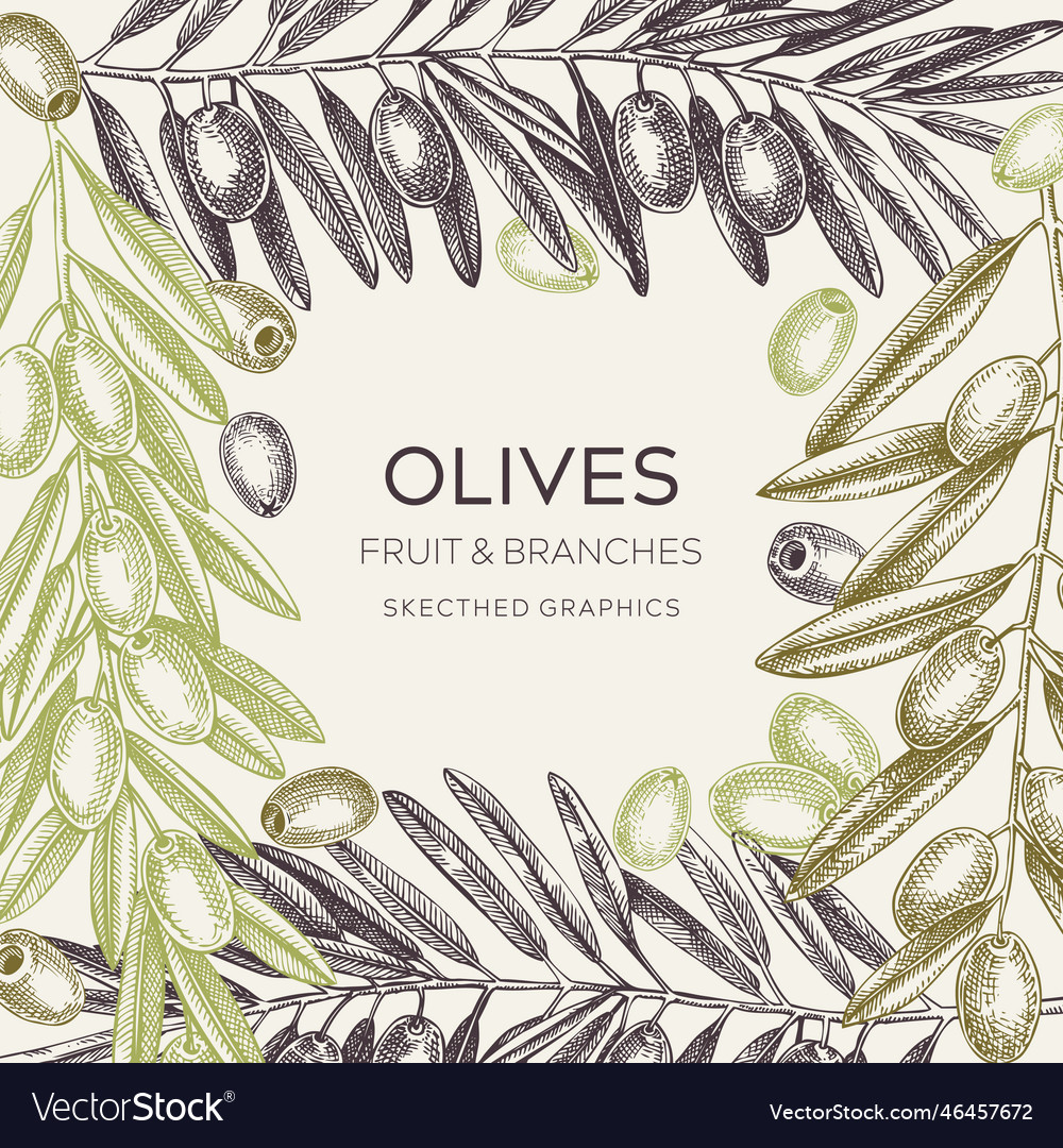 Olive branch frame design in color background Vector Image