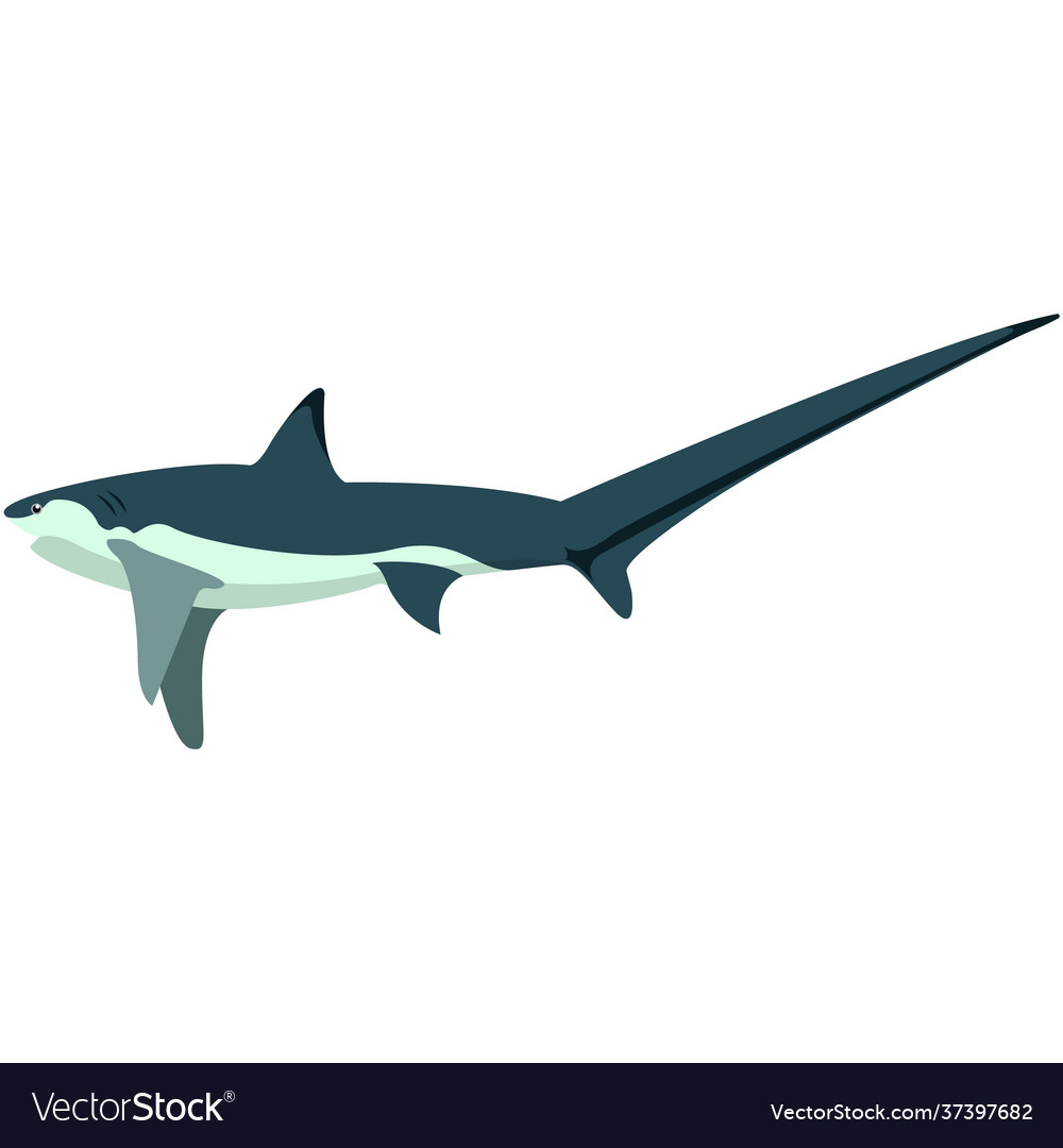 Shark with long sharp tail