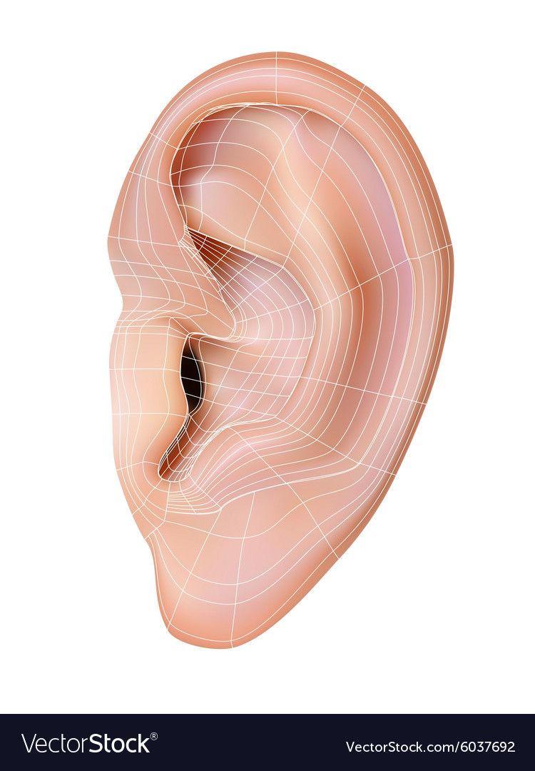 Human Ear Royalty Free Vector Image Vectorstock