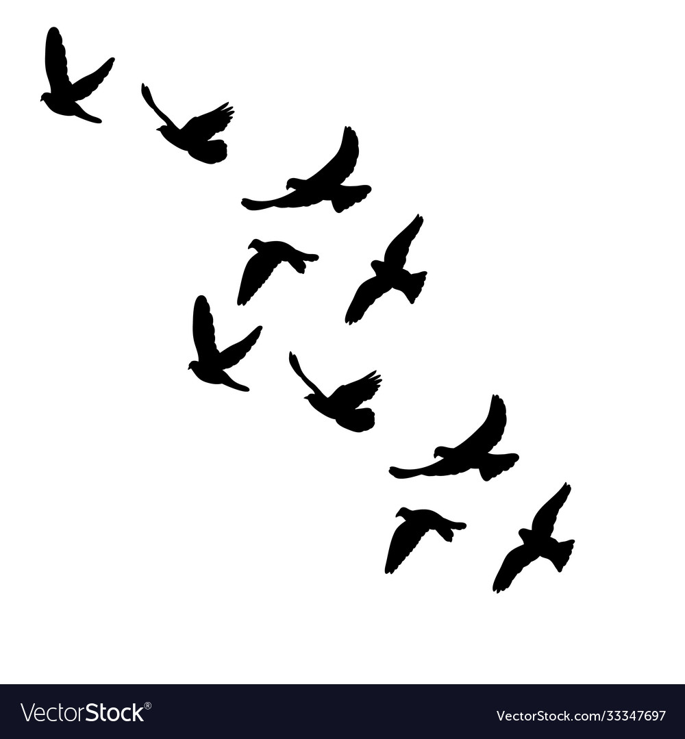 Isolated silhouette flocks birds