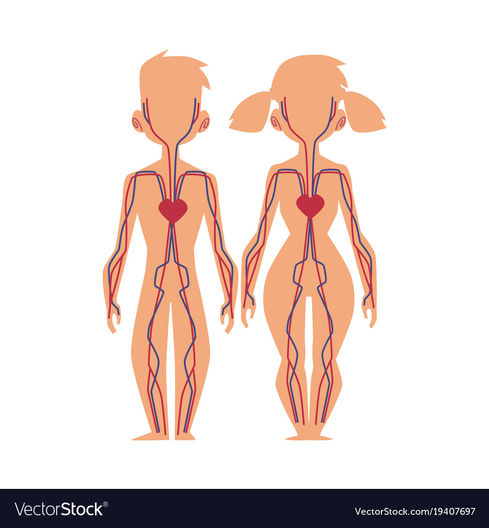 Menschen innere Organe anatomische Struktur