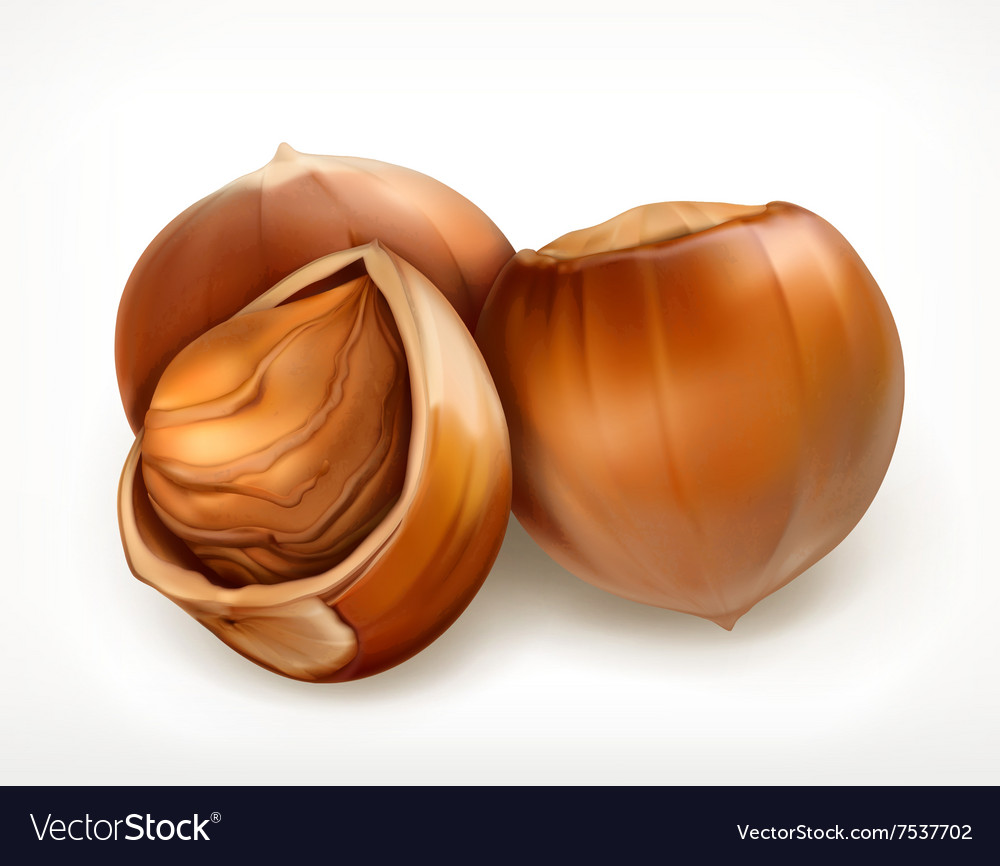 Hazelnuts in shell icon Royalty Free Vector Image