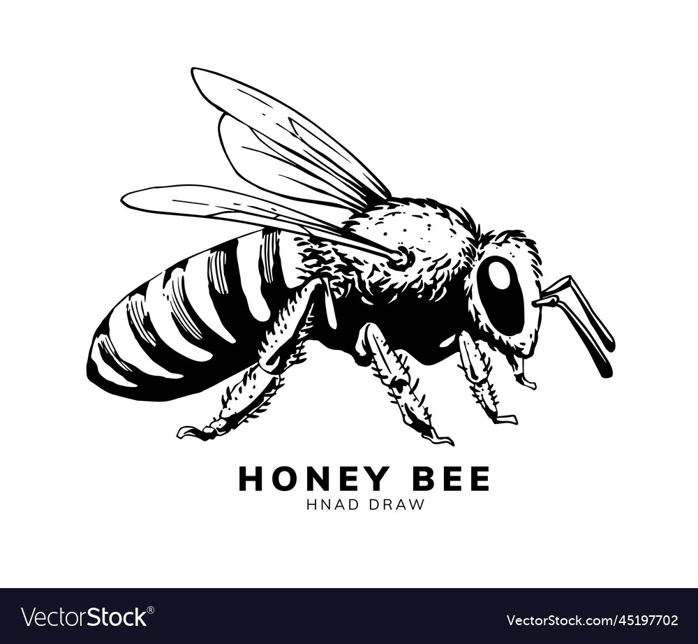 Honey bee hand drawn logo