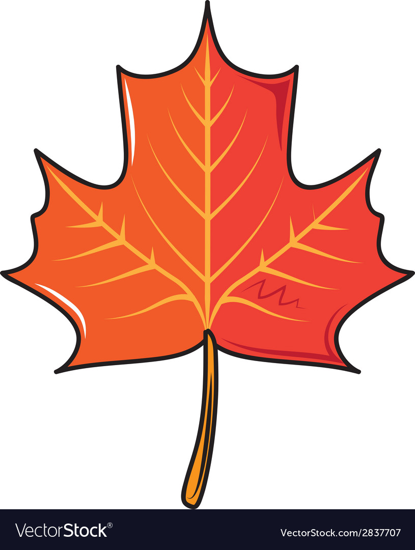 Autumn bright fall leaf isolated on white Vector Image