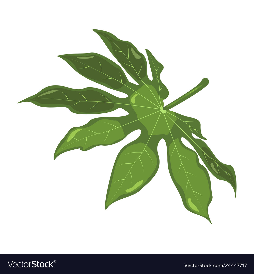 Aralia tropical leaves botanical element vector image Aralia tropical leaves botanical element