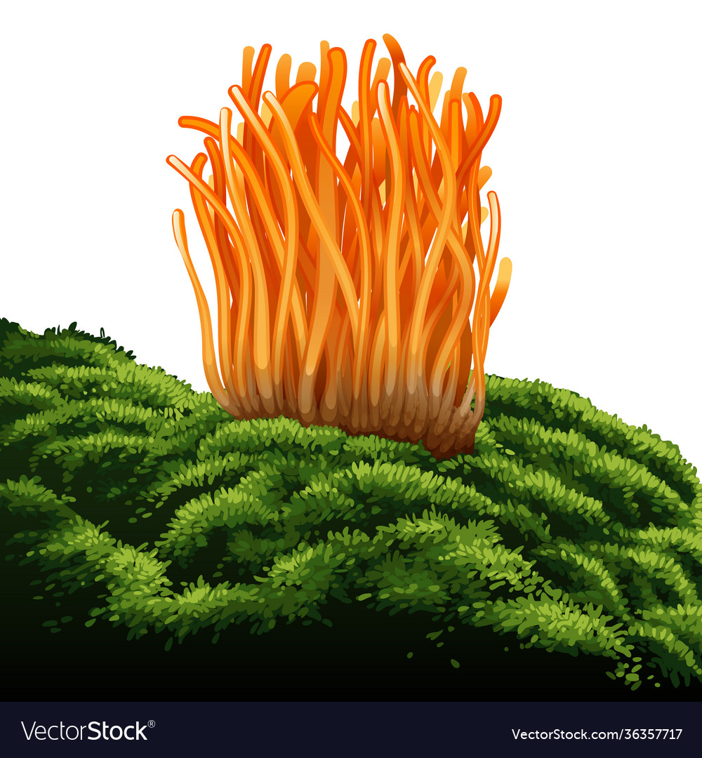 Cordyceps militaris traditional chinese herbs vector image Cordyceps militaris traditional chinese herbs