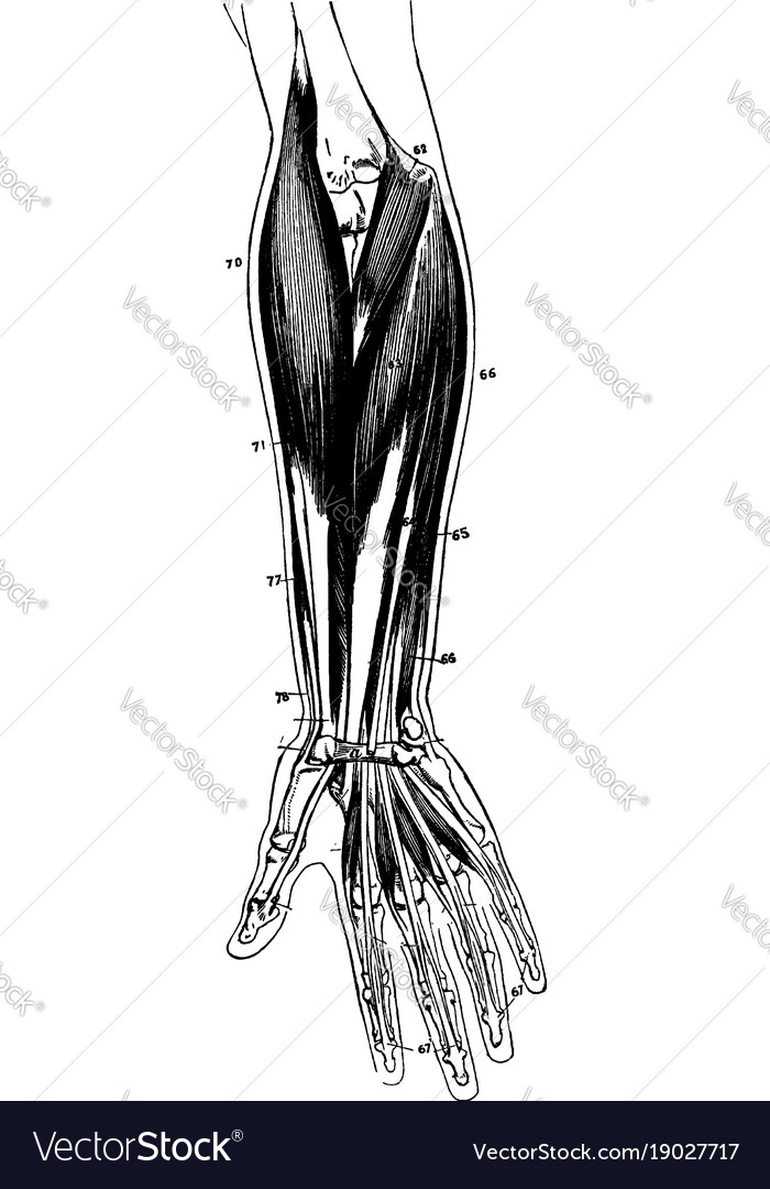 Muscles of the forearm vintage