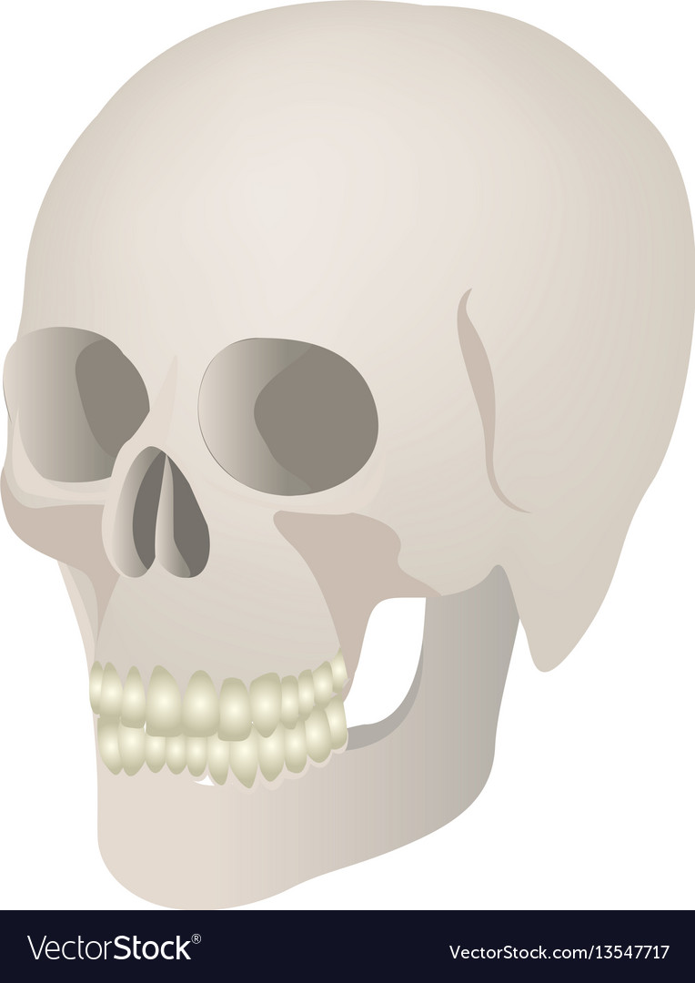 Skeleton of the human skull icon