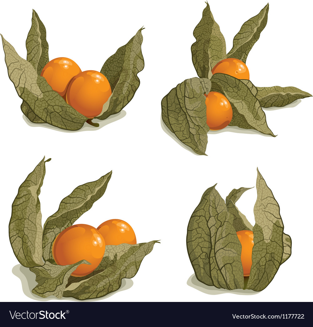 Set Ripe Physalis Royalty Free Vector Image Vectorstock