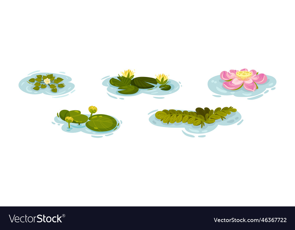 Water and swamp plants with pink waterlily flower