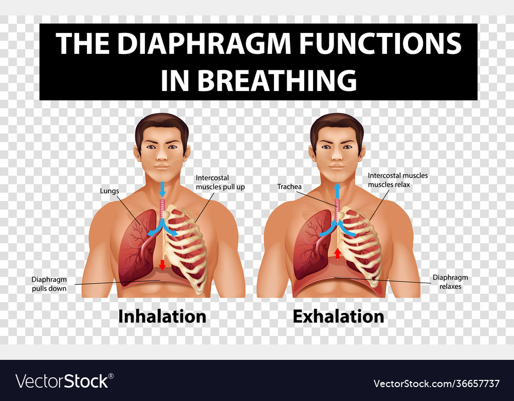 Diagram showing diaphragm functions in breathing Vector Image