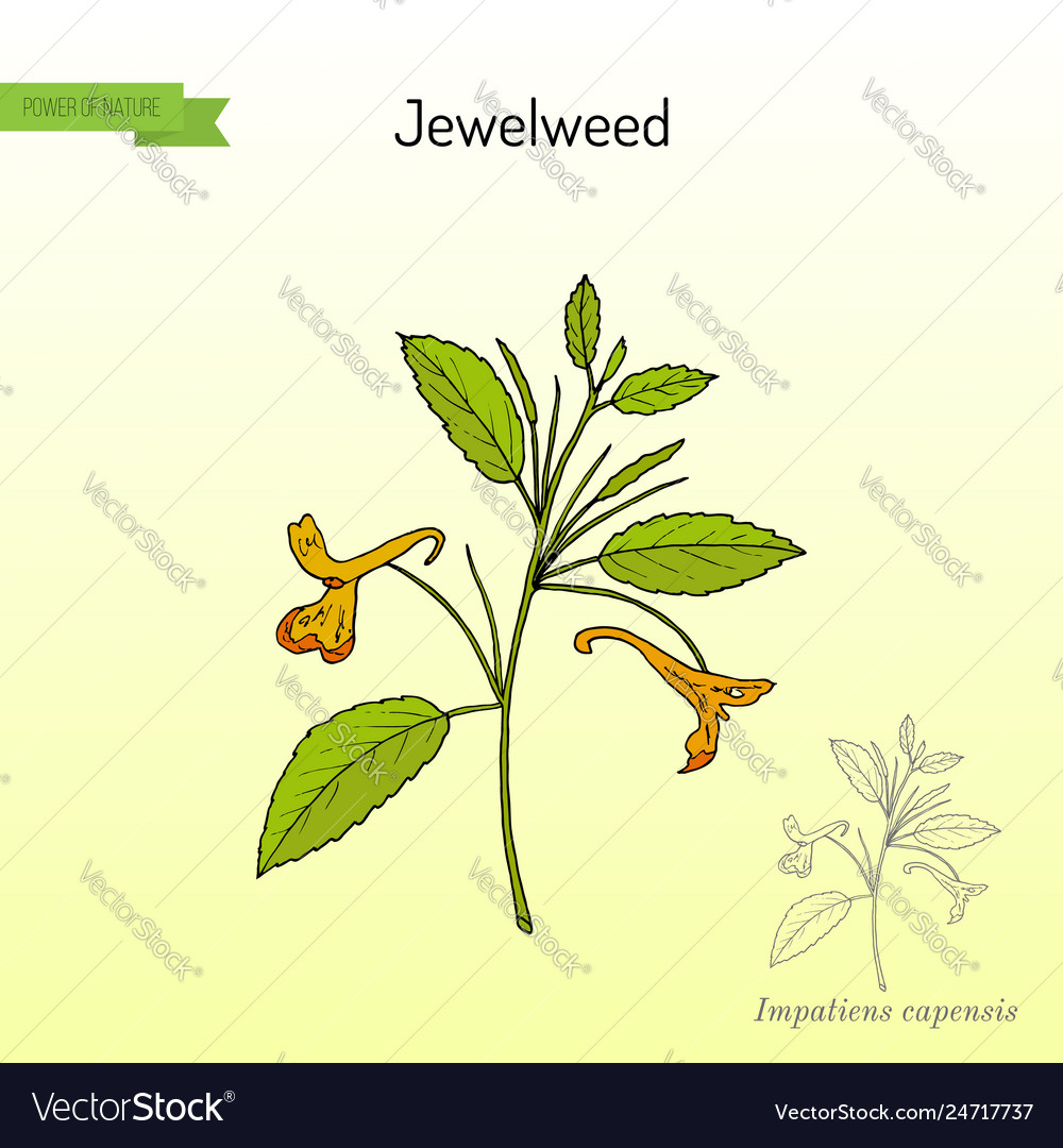 Jewelweed Impatiens Capensis Botanical