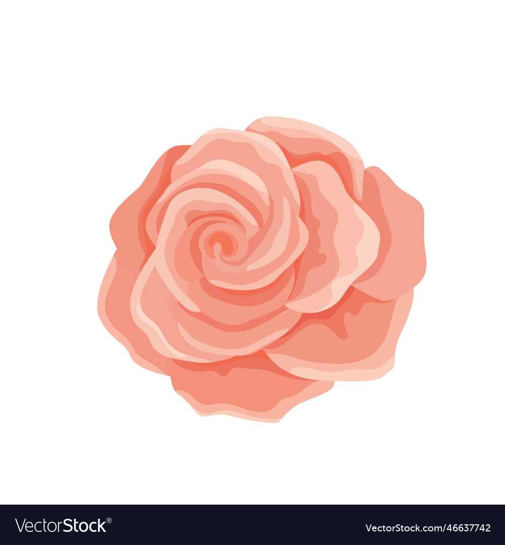 One gentle pink rose flower bud for cards