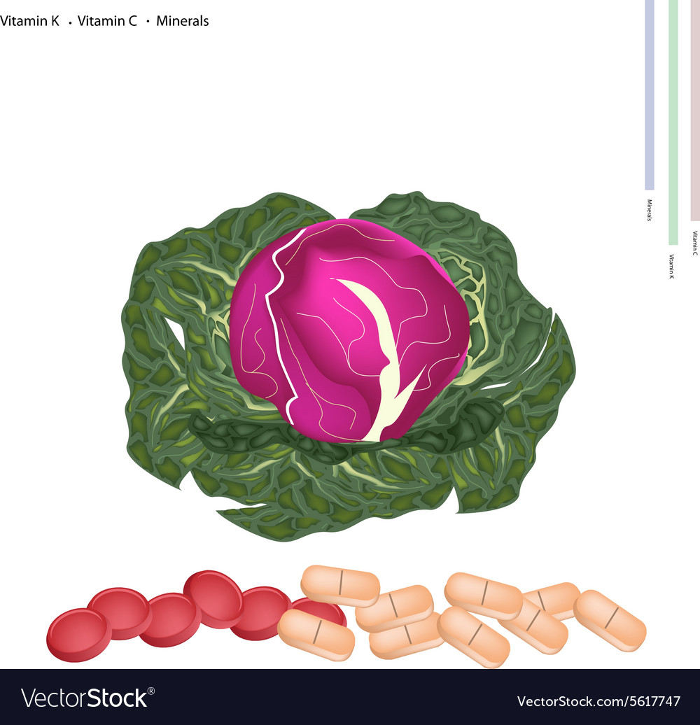 Fresh Red Cabbage with Vitamin K and Vitamin C Vector Image
