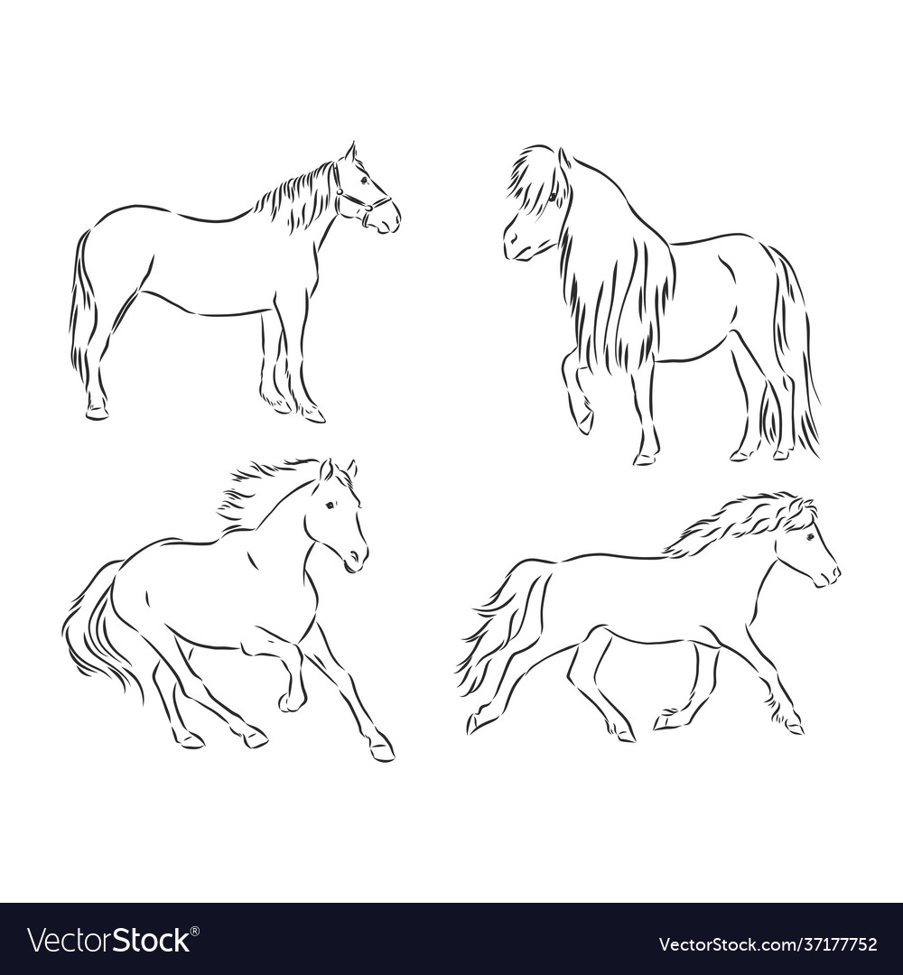 Black and white sketch horse Vector Image Black and white sketch horse