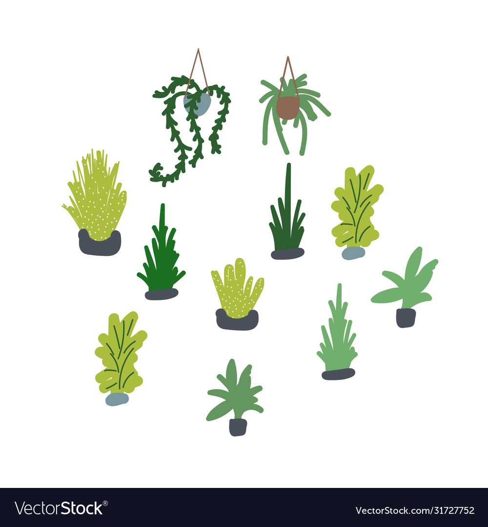 Houseplants set succulents