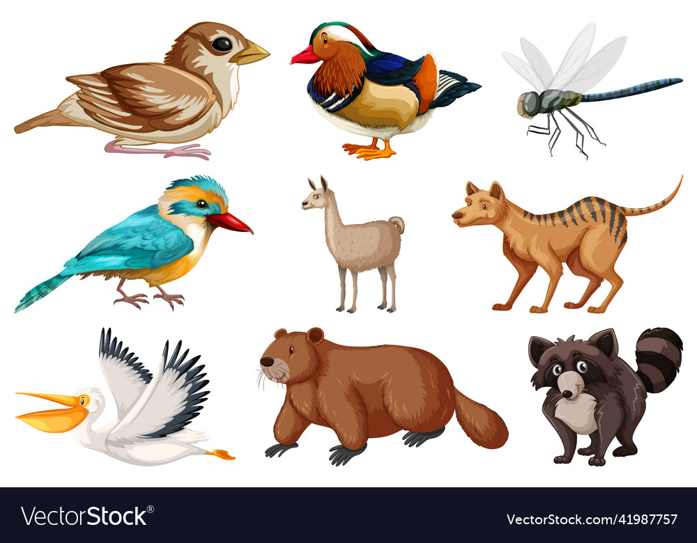 Different kinds of animals collection Royalty Free Vector