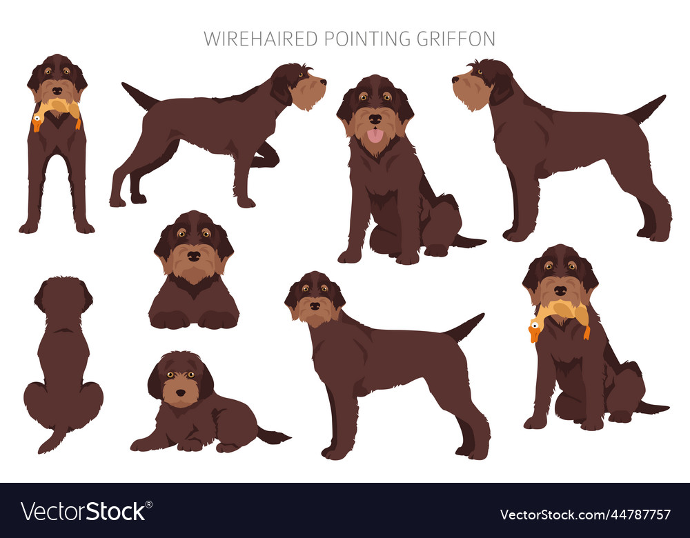 Wirehaired pointing griffon clipart different