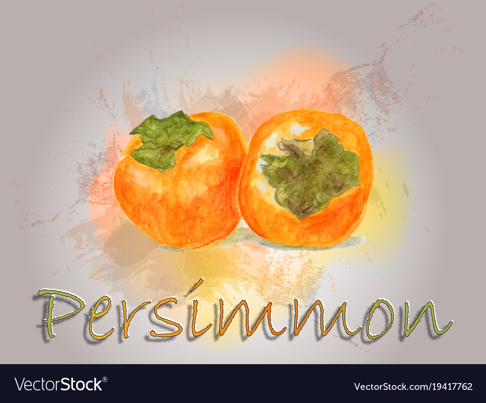 Persimmon watercolor food