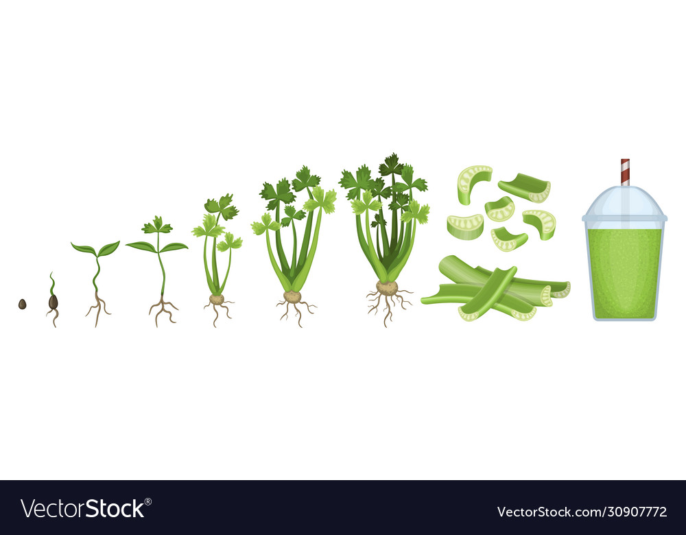 Celery growth cartoon icon isolated Royalty Free Vector