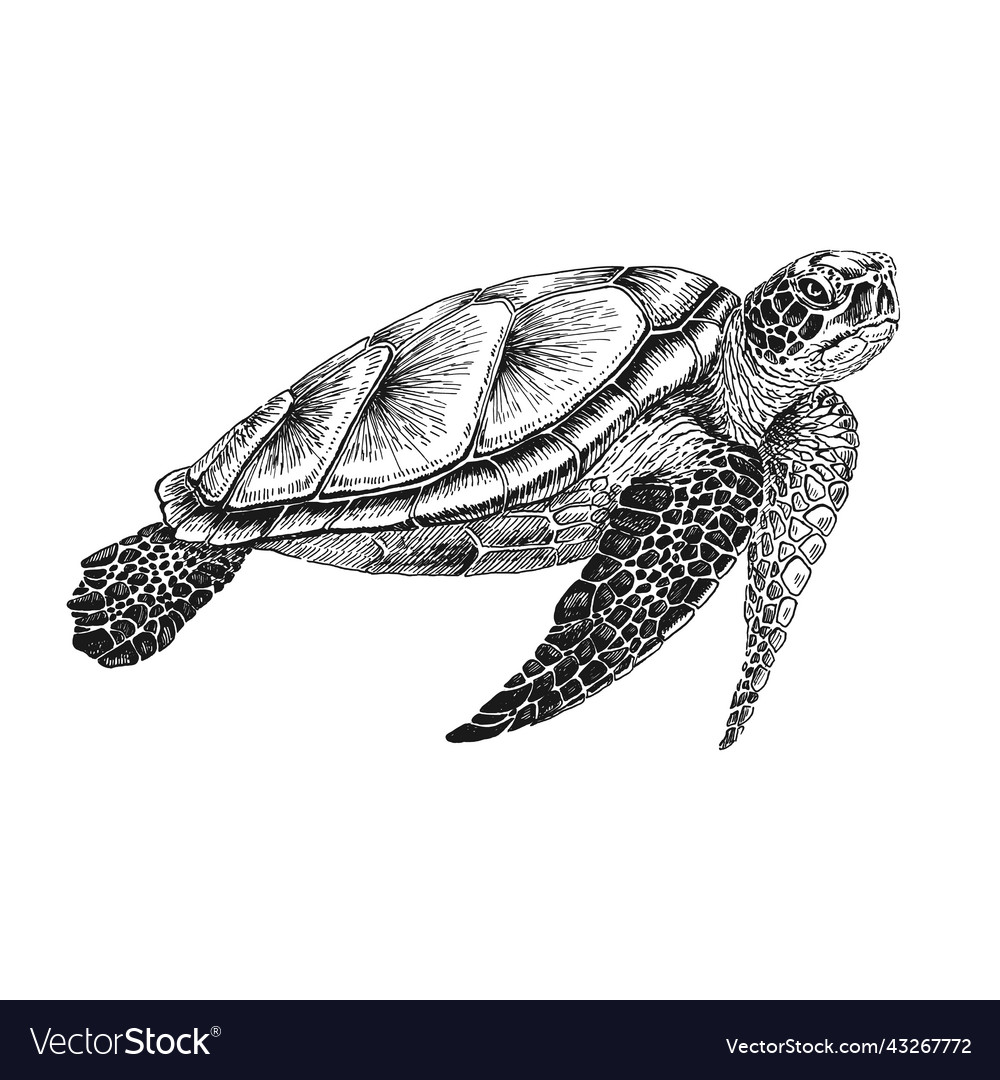 Sea turtle hand drawn converted Royalty Free Vector Image