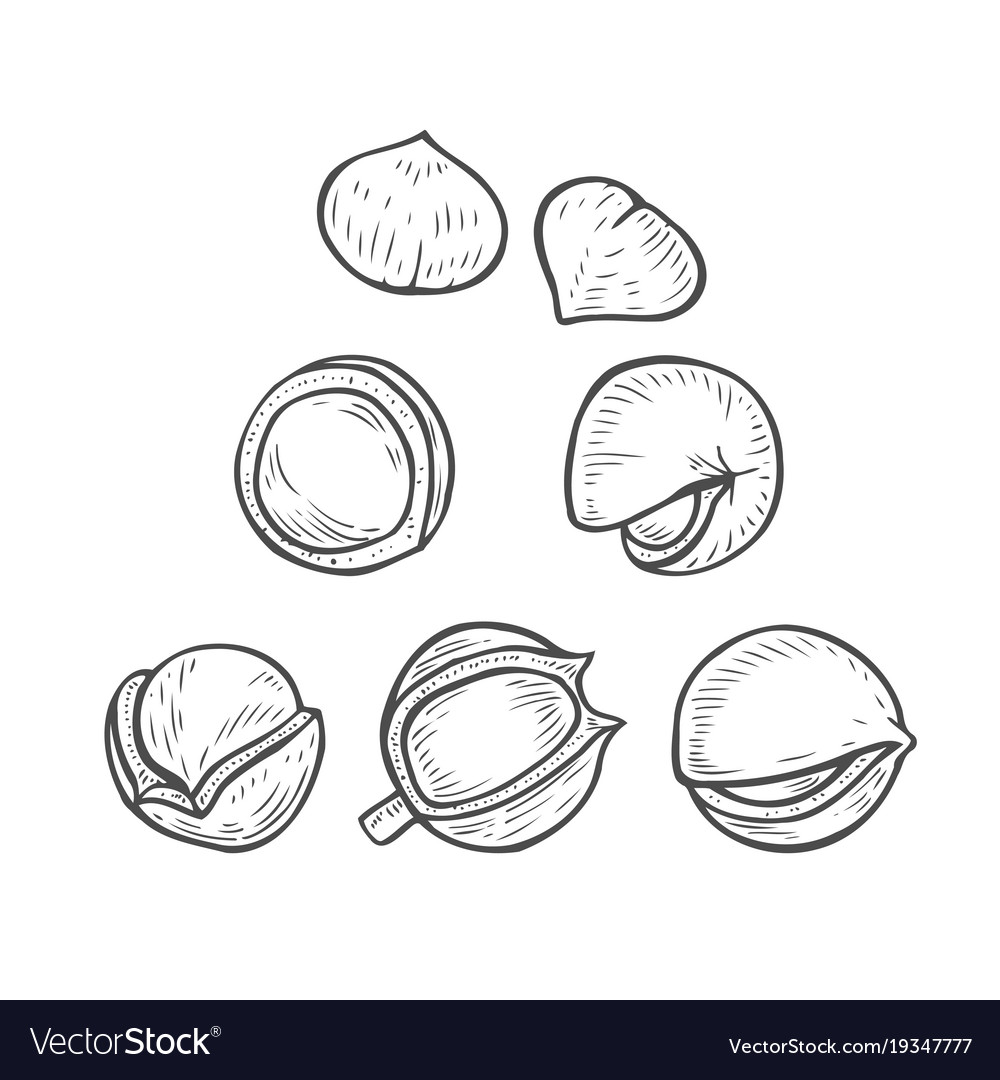 Macadamia Nuts Collection