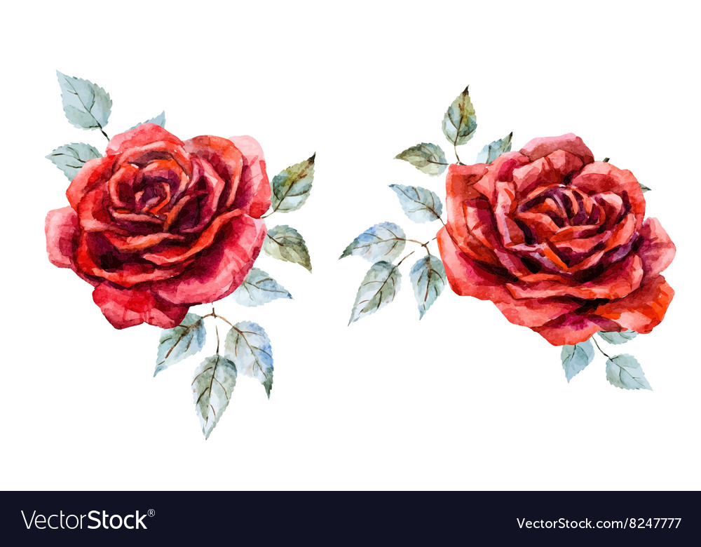Watercolor Red Rose Royalty Free Vector Image Vectorstock