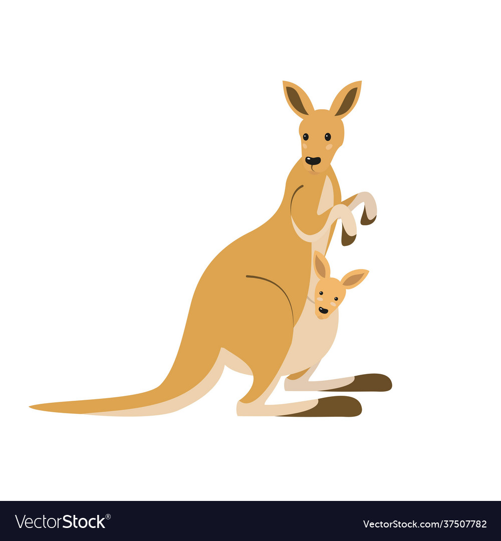 Cute kangaroo on white background Royalty Free Vector Image