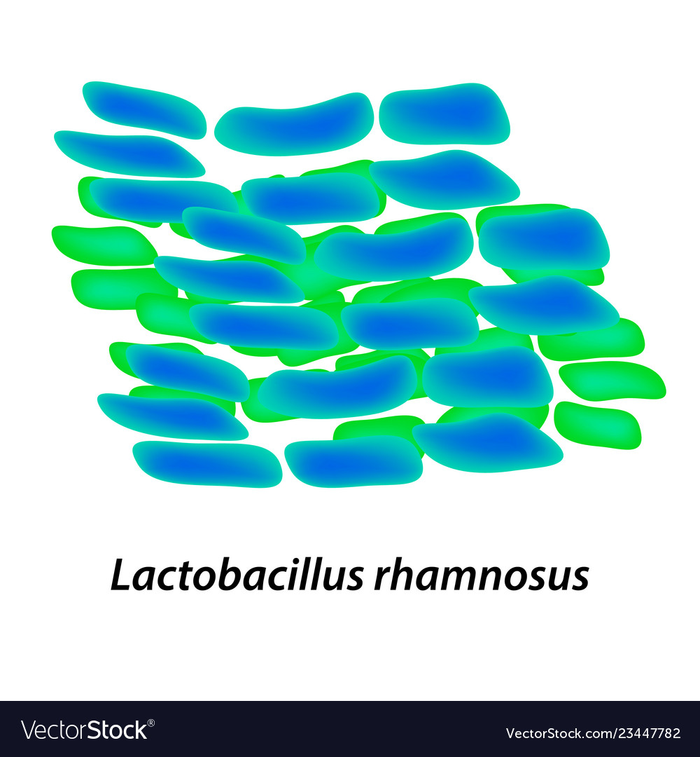 Lactobacillus probiotic rhamnosus