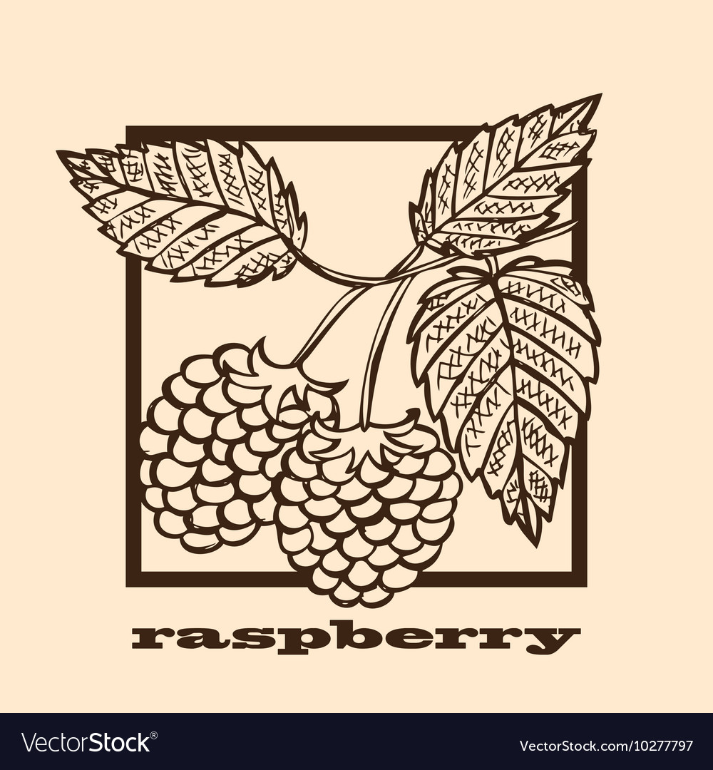 Hand drawn raspberry