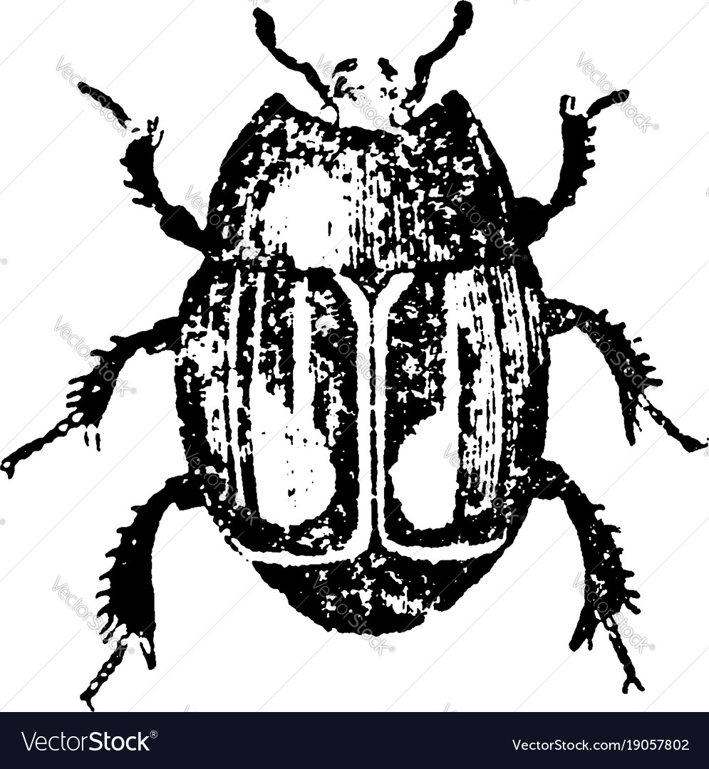 Mimic beetle vintage Royalty Free Vector Image