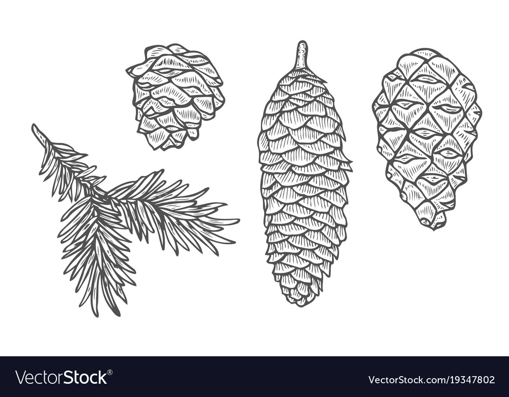 Pine cone and fir tree set