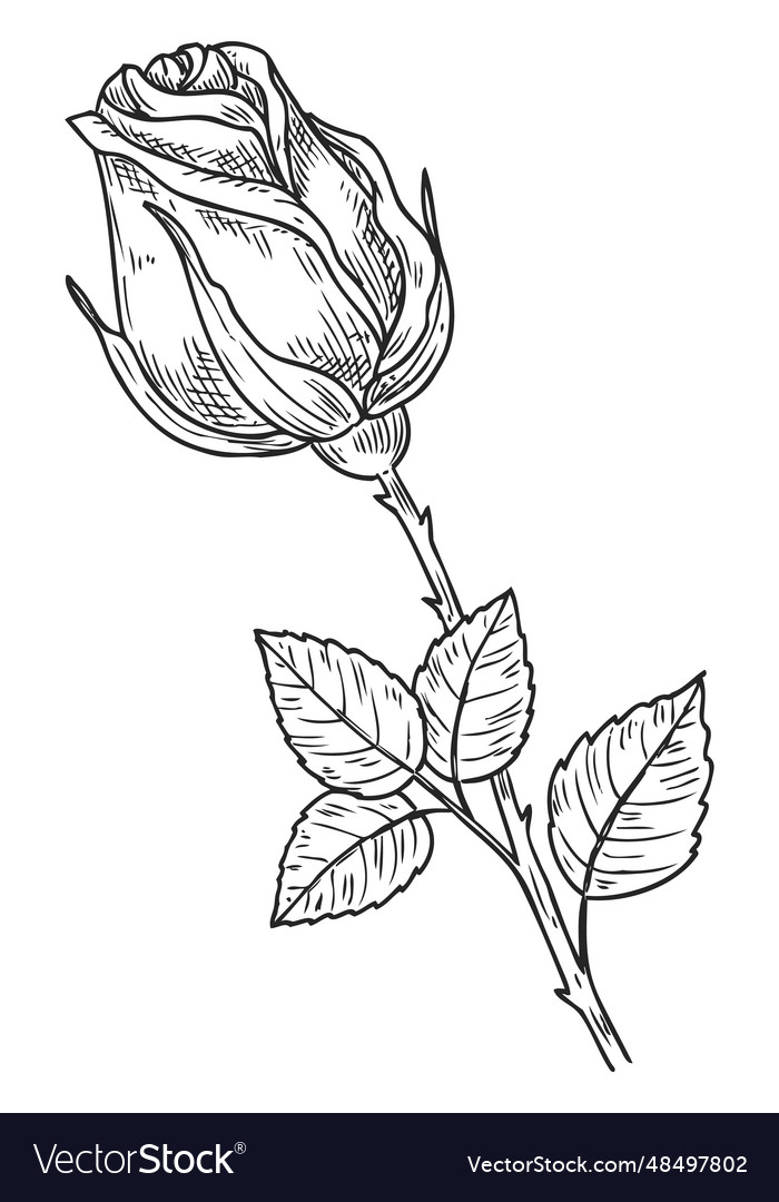 Rose engraving floral bud sketch hand drawn