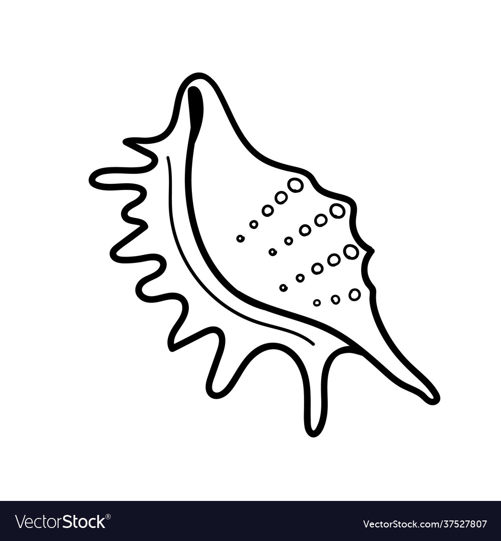 Hand drawn lambis scorpius seashll black white Vector Image