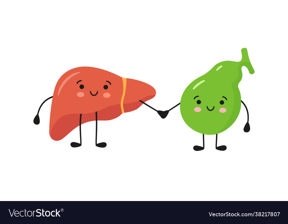 Healthy happy smiling liver and gallbladder Vector Image