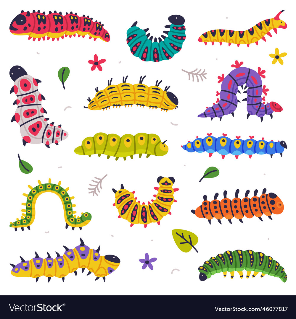 Bright caterpillars as larval stage of insect Vector Image