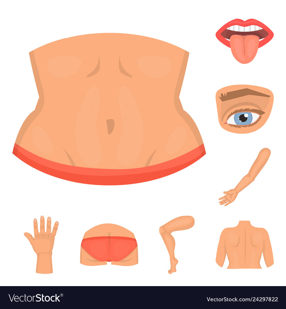 Design of body and part symbol set vector image Design of body and part symbol set
