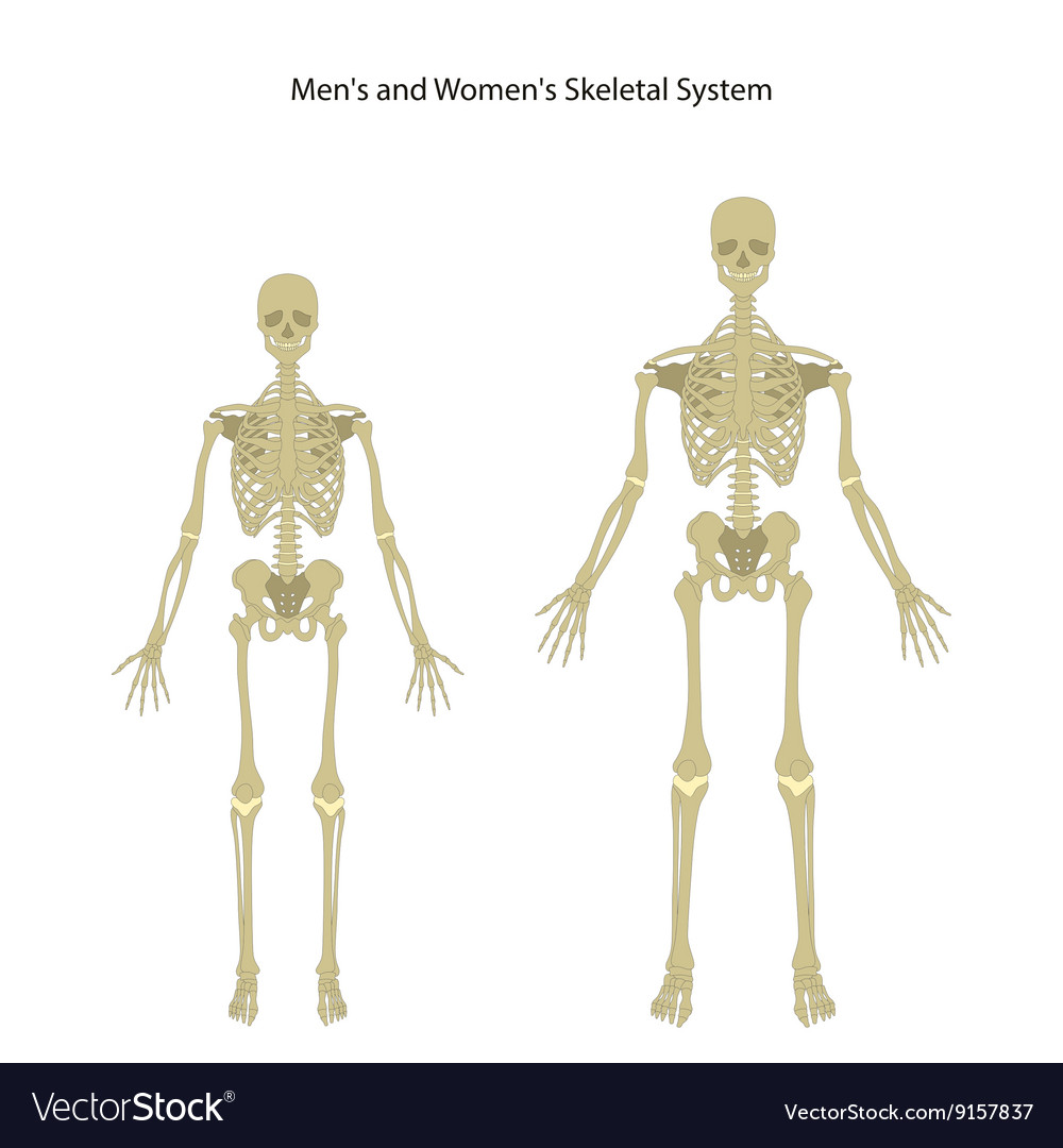 male-and-female-skeleton-front-view-royalty-free-vector