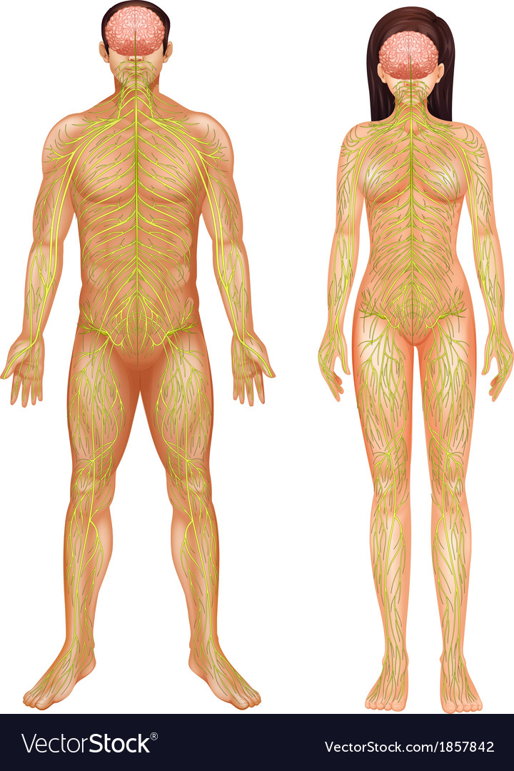 Human nervous system