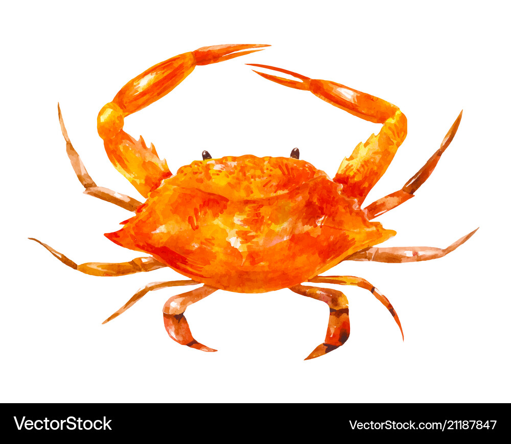 Big watercolor drawing crab Royalty Free Vector Image