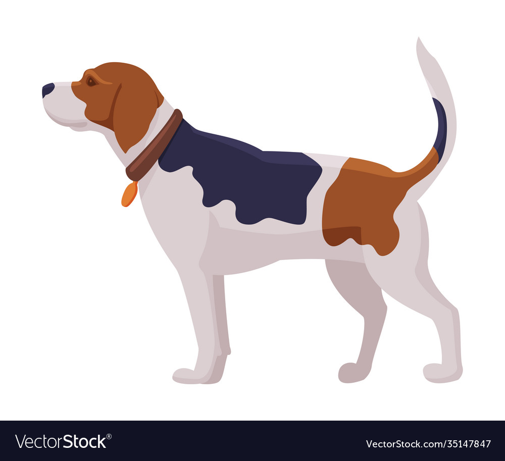 Hunting dog scent hound breed flat