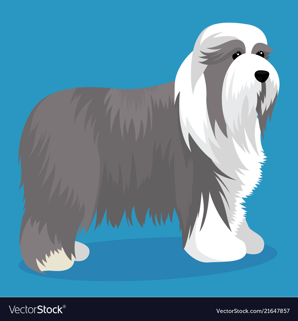 Bearded collie dog Royalty Free Vector Image - VectorStock