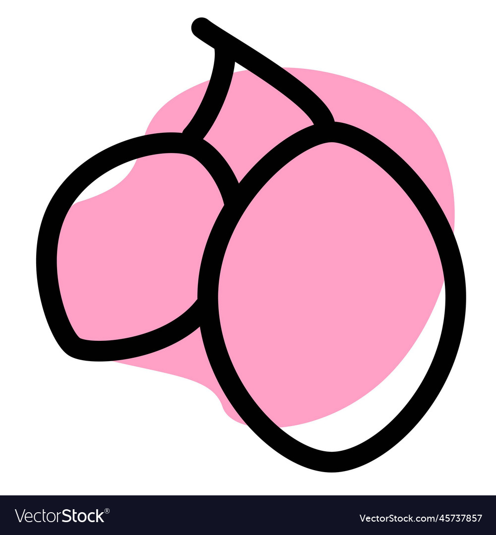 Pair of fresh java plum with stem