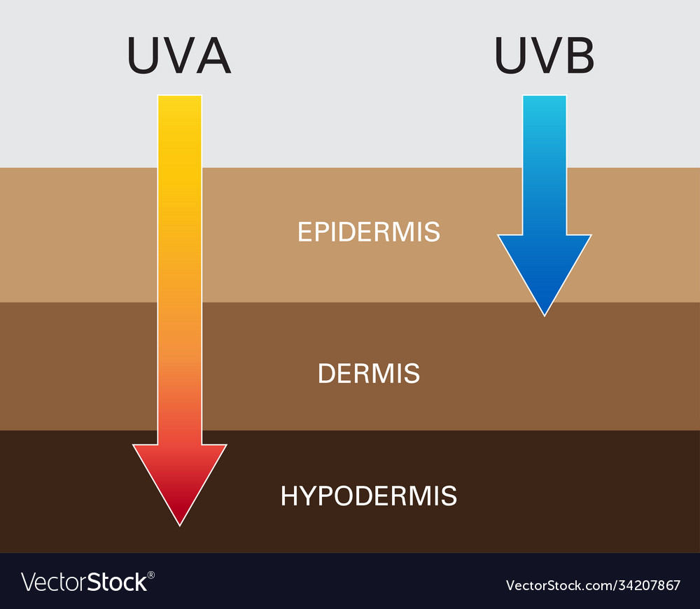Skin compare protect both uva and uvb vector image Skin compare protect both uva and uvb