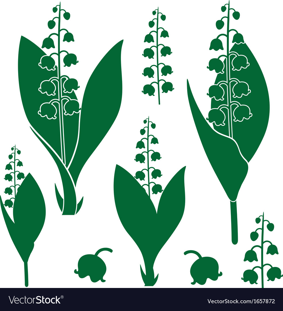 Lily Of The Valley Royalty Free Vector Image Vectorstock Of The Valley Royalty Free Vector Image