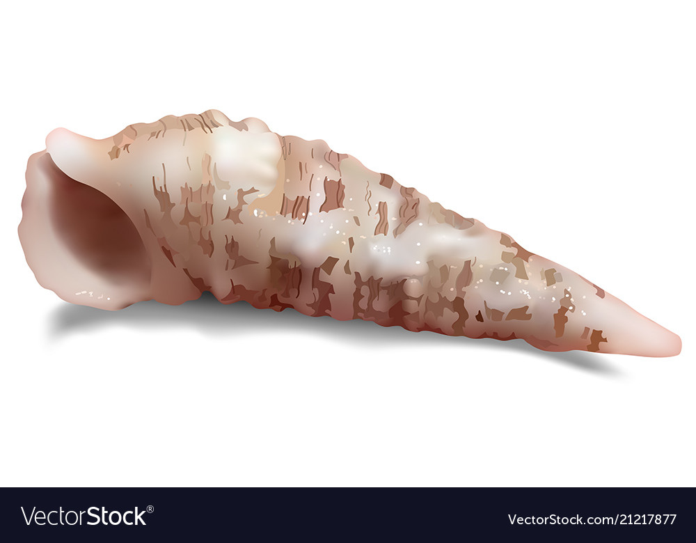 Seashell on a white background