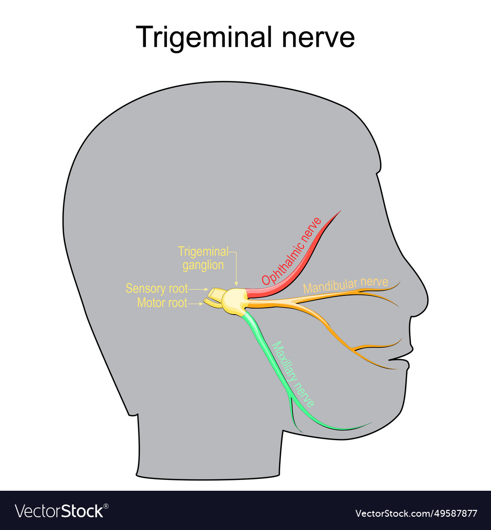 Trigeminal Nerve Anatomy