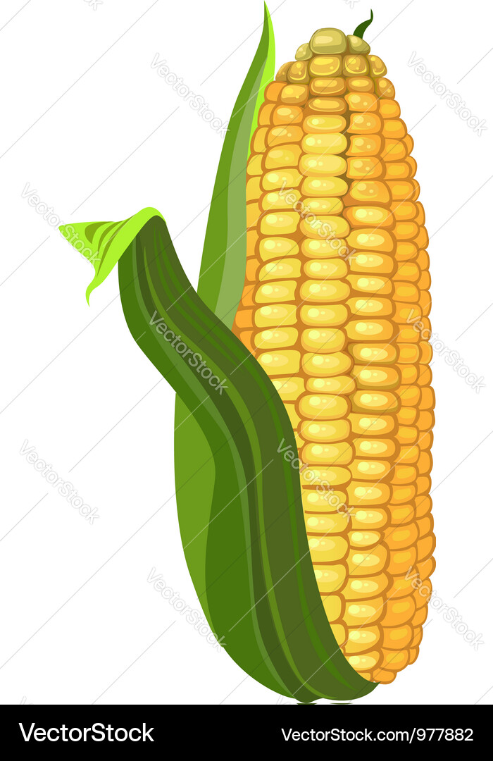 Ripe corn Royalty Free Vector Image - VectorStock